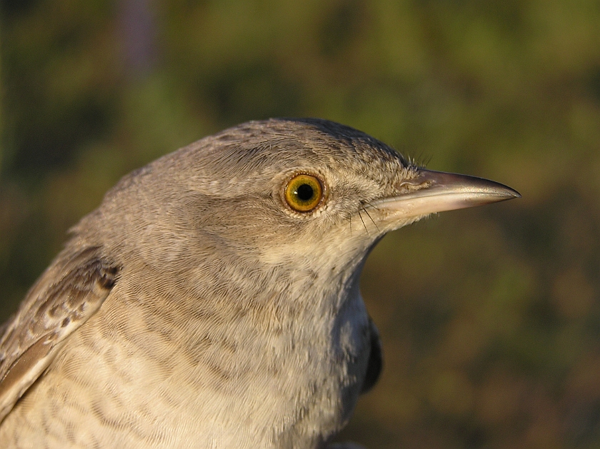 Barred Warbler, Sundre 20080604